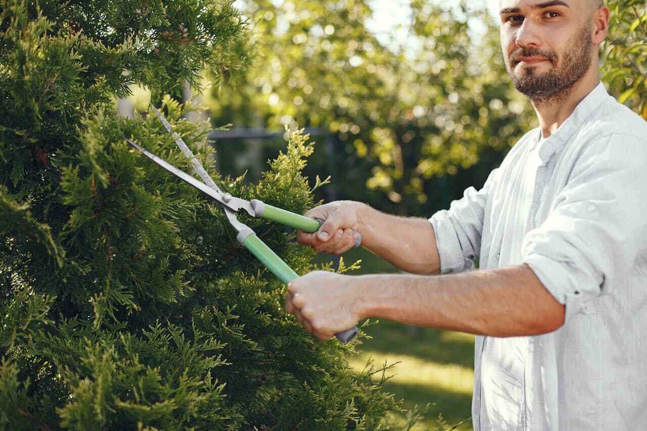 Best Palm Tree Trimming  in Monticello, GA